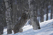 European Lynx (Lynx lynx) adult female sharpening claws on trunk in birch forest in winter, Bardu, Norway, captive