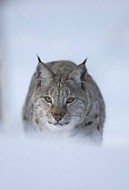 European Lynx (Lynx lynx) adult male stalking through winter birch forest, Bardu, Norway, captive