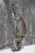 European Lynx (Lynx lynx) adult female climbing tree in winter birch forest, Bardu, Norway captive