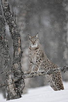 European Lynx (Lynx lynx) adult female climbing tree in winter birch forest, Bardu, Norway captive