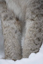 European Lynx (Lynx lynx) close up of front legs of adult female. Bardu, Norway, captive