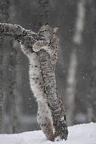European Lynx (Lynx lynx) adult female at scratching post sharpening claws in winter birch forest. Bardu, Norway, captive