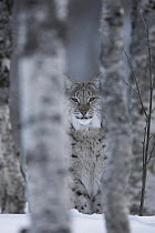 European Lynx (Lynx lynx) adult female peering out from behind tree in winter, birch forest. Bardu, Norway, captive