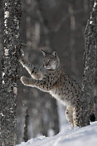 European Lynx (Lynx lynx) adult female using tree as scratching post to sharpen claws. Bardu, Norway, captive