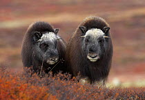 RF- Muskox (Ovibos moschatus) two juveniles on tundra, autumn, Dovrefjell National Park, Norway. (This image may be licensed either as rights managed or royalty free.)