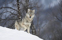 European Wolf (Canis lupus) adult female in boreal birch forest in winter, Bardu, Norway, captive