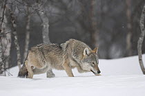 European wolf (Canis lupus) adult female following scent in boreal birch forest in winter, Bardu, Norway, captive