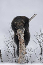 Wolverine (Gulo gulo) climbing dead tree stump, Bardu, Norway captive