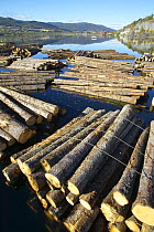 Logs floating in rafts ready to be loaded onto barges for onward transport, Telemark, Norway, 2005