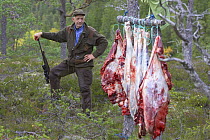 Recently shot elk / moose is butchered in the forest and hung up awaiting collection during annual elk hunt held in September. Flatanger, Nord-Trondelag, Norway