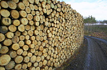 Stack of recently cut timber from plantation at side of forestry track, Sutherland, Scotland, UK 2006