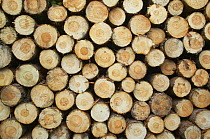 Stack of recently cut timber from plantation at side of forestry track, Scotland, UK 2006