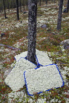 Baskets of Reindeer moss (Rangifer tarandus) harvested from forest floor destined for florists market. Hedmark, Norway.