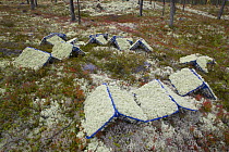 Baskets of Reindeer moss (Rangifer tarandus) harvested from forest floor destined for florists market. Hedmark, Norway.