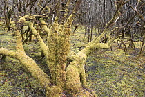 Atlantic Oakwood with moss laden understorey in spring, Ariundle NNR, Arnamurchan, Scotland, UK 2006
