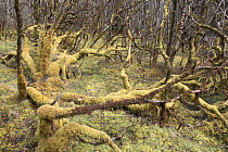 Atlantic Oakwood with moss laden understorey in spring, Ariundle NNR, Arnamurchan, Scotland UK 2006