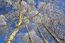 Winter birch tree canopy covered in hoar frost against clear blue sky, Dunachton woods, Cairngorms National Park, Scotland, UK 2005