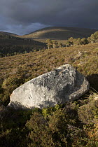 Heather moor and scattered pine forest in evening light, Glenfeshie, Cairngorms National Park, Scotland, UK 2006