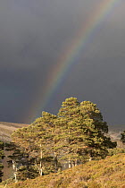 Rainbow over scattered pine forest, Glenfeshie, Cairngorms National Park, Scotland, UK 2006