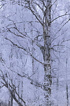 Frost laden silver birch on winters day, Glenfeshie, Cairngorms National Park, Scotland, UK 2006