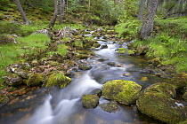 Allt Ruadh flowing through ancient pine woodland, Glenfeshie, Cairngorms National Park, Scotland, UK 2006