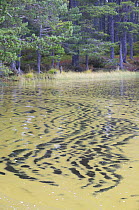 Algae floating on water surface, RSPB Loch Garten Reserve, Abernethy Forest, Cairngorms National Park, Scotland, UK 2005