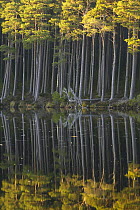 Scots pine trees reflected in mirror-calm loch in late evening light, Loch Mallachie, Cairngorms National Park, Scotland, UK 2005
