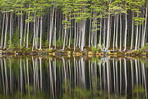 Scots pine trees (Pinus sylvestris) standing alongside Loch Mallachie, perfectly reflected in water. Cairngorms National Park, Scotland, UK