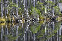 Scots pine trees (Pinus sylvestris) standing alongside Loch Mallachie, perfectly reflected in water. Cairngorms National Park, Scotland, UK