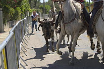 Herding bull during "Abrivado", the traditional way of purchasing cattle in the Camargue, France 2006