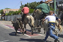 Herding bulls during "Abrivado", the traditional way of purchasing cattle in the Camargue, France 2006