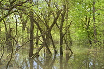 Flooded riparian forest (Fraxinus, Populus), River Allier, France