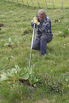 Great Yellow Gentian (Gentiana lutea) being dug up for its roots, which are used in the production of alcohol liqueur, Cantal, France