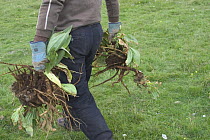 Crop of Giant Yellow Gentian (Gentiana lutea) being carried. Roots are used in the production of alcohol liqueru. Cantal, France