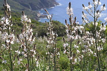 Turkish asphodel (Asphodelus aestivus) in flower, Corsica, France