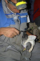 Survey of Cory's shearwaters (Calonectris diomedea) ringing and measuring chicks, Riou archipelago, Marseille, France