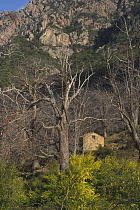 Dead Sweet chestnut tree (Castanea sativa) near old building in mountain landscape, Corsica, France