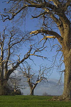Dead Sweet chestnut trees (Castanea sativa), Poitou, France