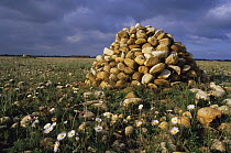 Pile of stones, cairn, amongst daisies on Crau steppe, Provence, France