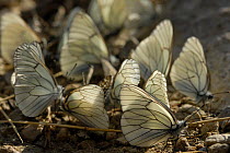 Group of Black-viened White Butterflies (Aporia crataegi) drinking water, Vercors, France