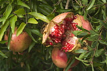 Split fruit of Pomegranate (Punica granatum) on tree, Provence, France