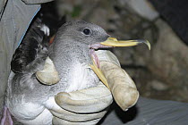 Gloved hand being bitten by Cory's shearwater (Calonectris diomedea) during survey, Riou archipelago, Marseille, France