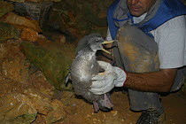 Juvenile Cory's shearwater (Calonectris diomedea) being held during survey, Riou archipelago, Marseille, France