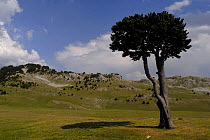 Mountain pine (Pinus uncinata) isolated on Vercors plateau, Parc naturel régional du Vercors, Alps, France