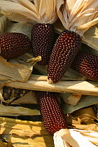 Crop of Strawberry maize, France