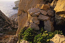 Man-made nest site for Cory's shearwater (Calonectris diomedea) Pomègues isle, Frioul archipelago, Marseille, France