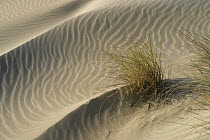 Marram grass (Ammophila arenaria) in sand dunes with abstract ripple patterns, Camargue, France