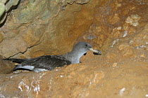 Cory's Shearwater (Calonectris diomedea) on rocky ledge, Jarre, Provence, France