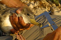 Beak of Cory's Shearwater (Calonectris diomedea) being measured in population survey, Jarre, Provence, France