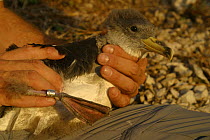 Ringing of Cory's Shearwater (Calonectris diomedea), Jarre, Provence, France